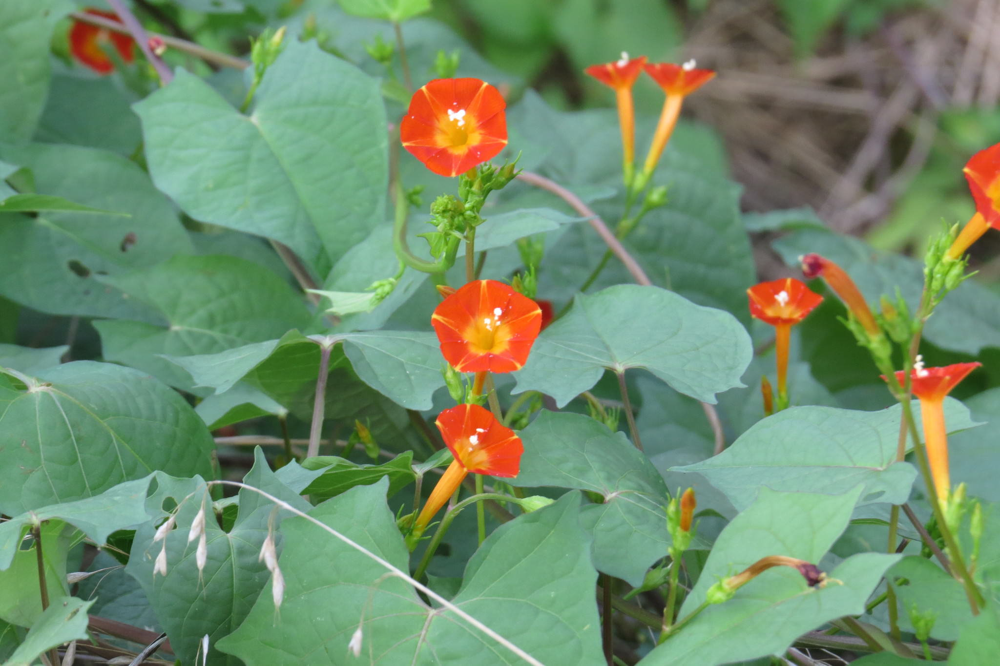 Ipomoea coccinea